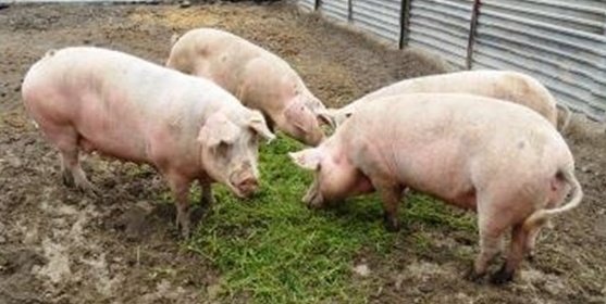 Разделка свинины