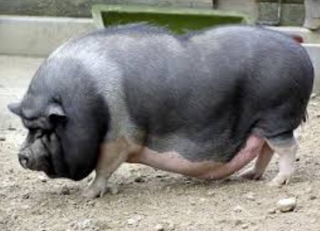 Как правильно заколоть свинью?