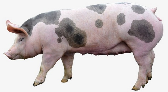 Как резать свинью в шею