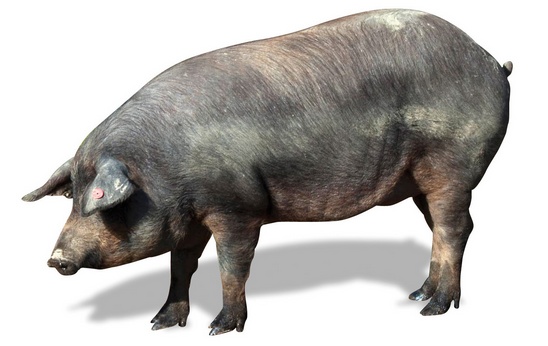 Как правильно зарезать свинью - Самое интересное