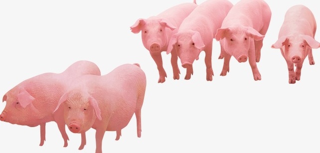 Забой свиней - несколько приёмов