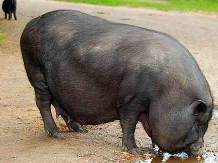 Как зарезать свинью: подготовить животное к забою